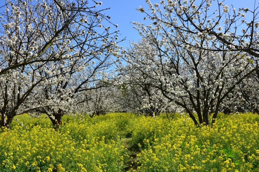 Redwood Summer Chapter&nbsp;10